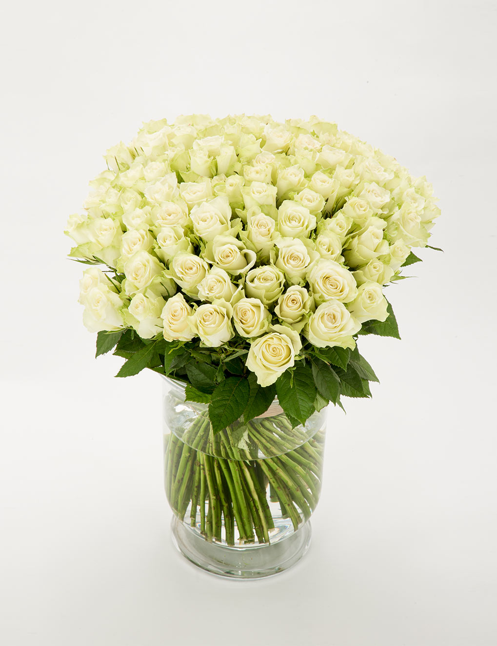 FIORI 100 valget roosi (50cm)