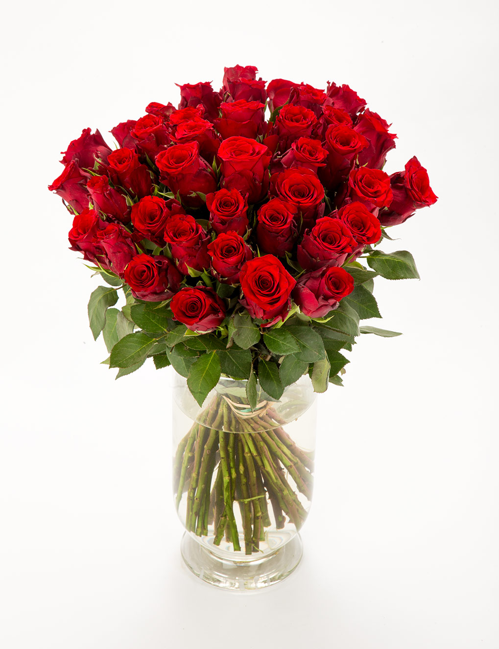 FIORI 40 punast roosi (50cm)