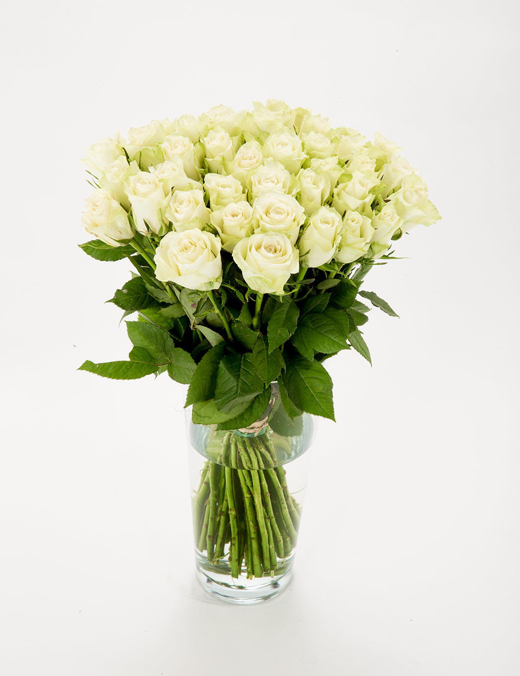 FIORI 40 valget roosi (50cm)